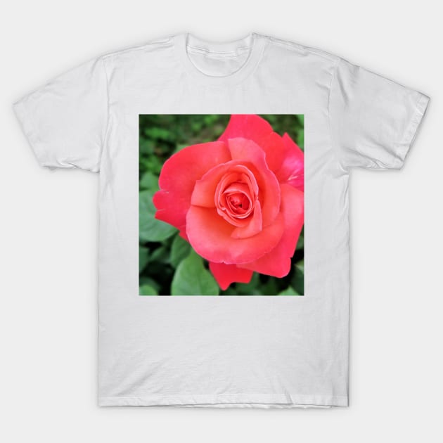 Beautiful Pink Rose T-Shirt by NewburyBoutique